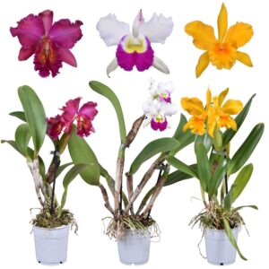 Cattleya Cattleya Big Headed mix 1 spike 2 bud 12 cm
(6 Plants/Order)(12cmP 35cmH)