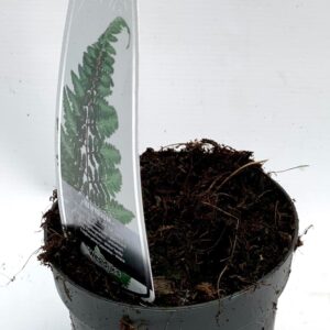 Athyrium niponicum Athyrium nip. 'Red Beauty' ES11 0,7l
(15 Plants/Order)(11cmP 15cmH)