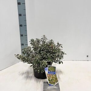 Pieris Pieris jap. ‘Little Frosty’ PBR
(1 Plants/Order)(19cmP 25cmH)