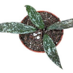 Hoya Hoya Lacunosa Laos
(20 Plants/Order)(6cmP 8cmH)