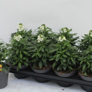 Erysimum Leya White Erysimum white
(8 Plants/Order)(13cmP 30cmH)