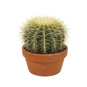 Echinocactus grusonii Echinocactus grusonii 17 cm
(3 Plants/Order)(17cmP 24cmH)