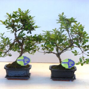 Rhododendron Rhododendron indicum, 15 cm shape, with drip tray
(8 Plants/Order)(15cmP 30cmH)