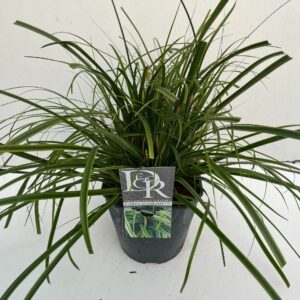 Carex oshimensis Carex 'Everlime'
(1 Plants/Order)(23cmP 60cmH)
