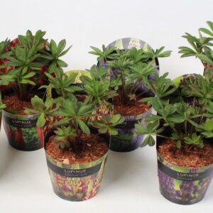 Lupinus Lupinus 'West Country' mix - 17 cm in potcover
(1 Plants/Order)(17cmP 25cmH)