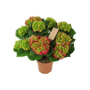 Hydrangea Hydrangea red 7/8 flowers
(6 Plants/Order)(14cmP 40cmH)