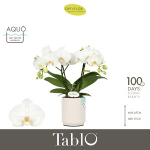 Phalaenopsis white more Ripsen Tablo Champagne 2 spike in Molise White Aquo
(6 Plants/Order)(12cmP 40cmH)