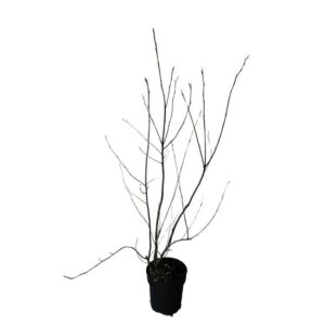 Amelanchier lamarckii Amelanchier lamarckii
(1 Plants/Order)(21cmP 80cmH)