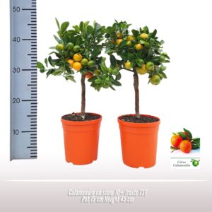 Citrofortunella x microcar Calamondin op stam
(6 Plants/Order)(15cmP 40cmH)