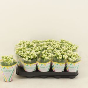 Kalanchoe Calandiva White Kalanchoe Double White
(16 Plants/Order)(8cmP 15cmH)