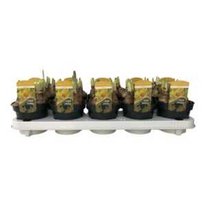 Narcissus Gold Medal Narcissus Gold Medal Big Headed
(12 Plants/Order)(12cmP 15cmH)