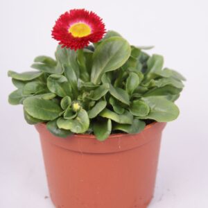 Bellis perennis Rushe Bellis kleinbl. red p9
(24 Plants/Order)(9cmP 20cmH)