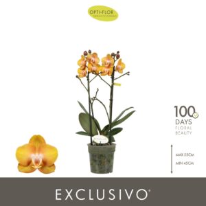 Phalaenopsis Multiflora Exclusivo Las Vegas 2 spike
(10 Plants/Order)(12cmP 45cmH)
