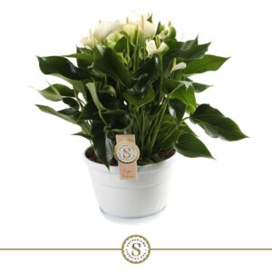 Anthurium White Champion Schaal Napoli 20cm White Champion
(4 Plants/Order)(20cmP 45cmH)