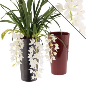 Cymbidium Ice Cascade Ice Cascade 3-4 spike incl. Ceramics mix Colours
(5 Plants/Order)(14cmP 60cmH)