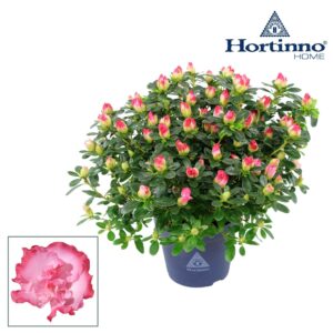 Rhododendron Hortinno Classic Bicol Hortinno® Home 'bicolor' 25 - 27 cm
(8 Plants/Order)(13cmP 25cmH)