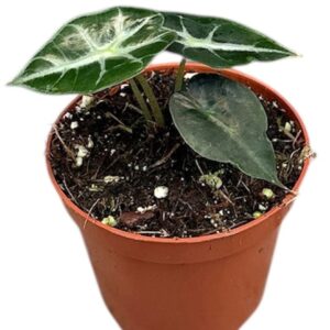 Alocasia Alocasia Mandalay
(14 Plants/Order)(8cmP 12cmH)