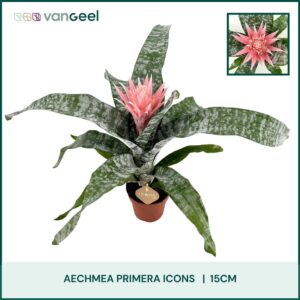 Aechmea Primera Aechmea Primera Grande ST-3
(7 Plants/Order)(15cmP 60cmH)