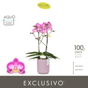 Phalaenopsis Multiflora Exclusivo Cupido 2 spike in Molise Lilac Aquo
(6 Plants/Order)(12cmP 45cmH)