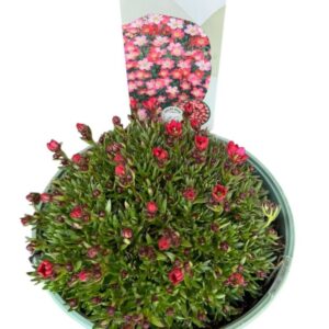 Saxifraga Peter Pan Saxifraga 'Red'
(1 Plants/Order)(17cmP 25cmH)