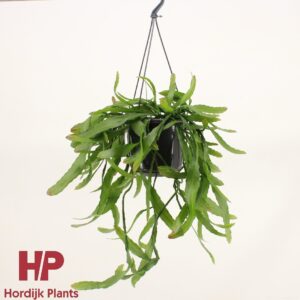 Rhipsalis Disocactus quetzaltecus
(7 Plants/Order)(15cmP 40cmH)