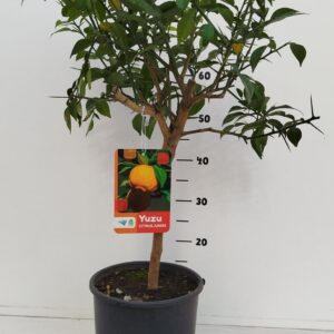 Citrus limon Citrus Yuzu
(1 Plants/Order)(21cmP 60cmH)