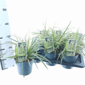 Carex morrowii Carex morrowii 'Goldband'
(1 Plants/Order)(17cmP 25cmH)