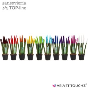 Sansevieria Cylindrica Sansevieria VELVET TOUCHZ® mix
(12 Plants/Order)(8.5cmP 30cmH)