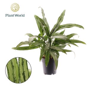 Aglaonema Cutlass Aglaonema Cutlass
(6 Plants/Order)(14cmP 45cmH)
