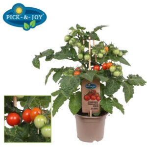 tomatoes PICK-&-JOY® Cherry Tomato Red
(4 Plants/Order)(14cmP 25cmH)