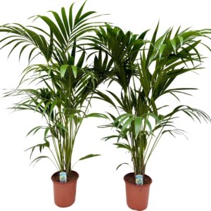 Howea forsteriana P24 H160 HOWFOR24H160
(1 Plants/Order)(24cmP 160cmH)