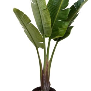 Strelitzia nicolai Strelitzia nicolai P35 1PP
(1 Plants/Order)(35cmP 190cmH)