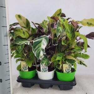 Calathea Fusion White Calathea Fusion mix White /Yellow
(6 Plants/Order)(14cmP 35cmH)