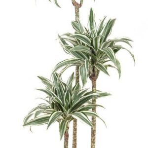 Dracaena White Jewel Dracaena White Jewel 90-60-30
(1 Plants/Order)(24cmP 140cmH)