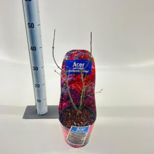 Acer palmatum Atropurpureum Acer pal. 'Atropurpureum' (in potcover)
(1 Plants/Order)(17cmP 40cmH)