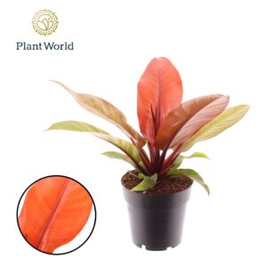 Philodendron Philodendron Prince of Orange
(6 Plants/Order)(14cmP 35cmH)