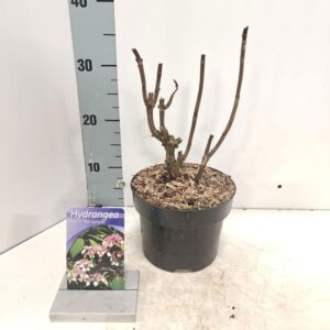 Hydrangea aspera Macrophylla Hydrangea aspera 'Macrophylla'
(1 Plants/Order)(26cmP 60cmH)