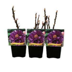 Paeonia suffruticosa Paeonia Suffruticosa 'Wu Long Peng Sheng' C5
(1 Plants/Order)(21cmP 45cmH)