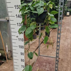 Philodendron scandens Philodendron Scandens hangplant 100
(2 Plants/Order)(23cmP 100cmH)