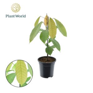 Indoor plants Cacao Theobrama
(4 Plants/Order)(19cmP 60cmH)