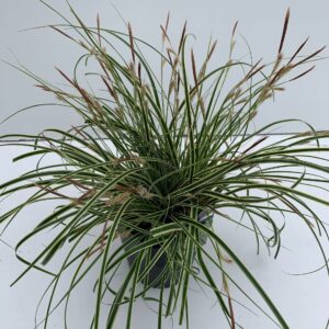 Siergrassen mix Carex 'Evercream'
(6 Plants/Order)(17cmP 30cmH)