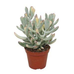 Succulenten mix Cotyledon orbiculata variegata 8,5 cm
(18 Plants/Order)(8.5cmP 16cmH)
