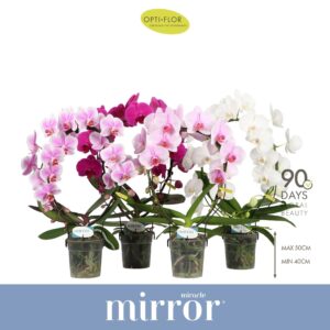 Phalaenopsis onvertakt mixed 3 clr Mirror Miracle mix 2 spike
(5 Plants/Order)(12cmP 50cmH)