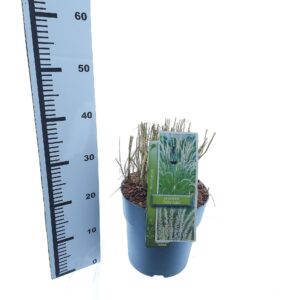 Pennisetum orientale Pennisetum orientale 'Fairy Tails'
(1 Plants/Order)(23cmP 30cmH)