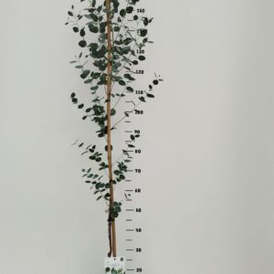 Eucalyptus gunnii Eucalyptus gunniic6
(6 Plants/Order)(24cmP 120cmH)