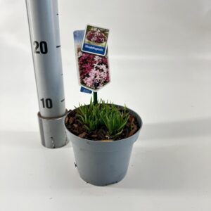 Rhodohypoxis Rhodoxis 'Paula'
(8 Plants/Order)(13cmP 15cmH)