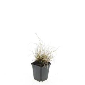 Pennisetum alopecuroides Little Bu Pennisetum al. 'Little Bunny'
(12 Plants/Order)(9cmP 5cmH)
