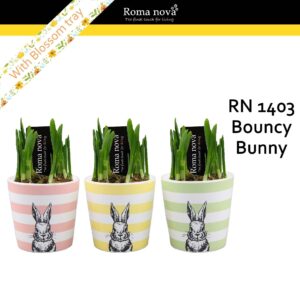 Narcissus Arrangement 1403 - Bouncy Bunny (Tete a Tete)
(8 Plants/Order)(10cmP 17cmH)