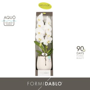 Phalaenopsis white more Ripsen Formidablo Niagara Falls in Abruzzo White Aquo Showdoos
(1 Plants/Order)(12cmP 70cmH)