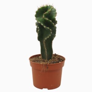 Cactus Jamacaru spiralis 10,5 cm
(10 Plants/Order)(10.5cmP 28cmH)